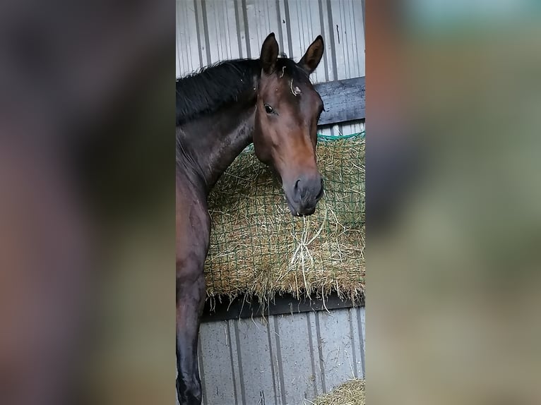 KWPN Mare 9 years 16 hh Bay-Dark in Huijbergen KWPN Mare 9 years 16 hh Bay-Dark in Huijbergen