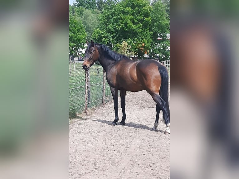 KWPN Mare 9 years 16 hh Bay-Dark in Huijbergen KWPN Mare 9 years 16 hh Bay-Dark in Huijbergen
