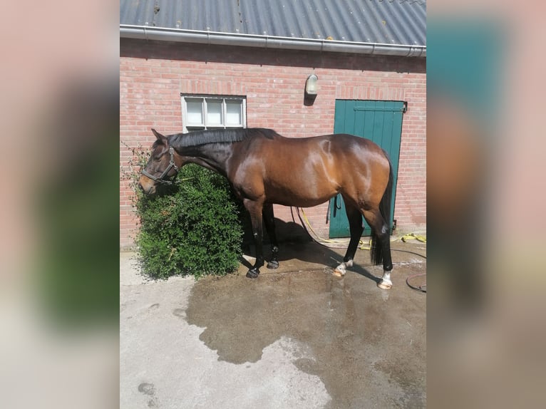 KWPN Mare 9 years 16 hh Bay-Dark in Huijbergen KWPN Mare 9 years 16 hh Bay-Dark in Huijbergen