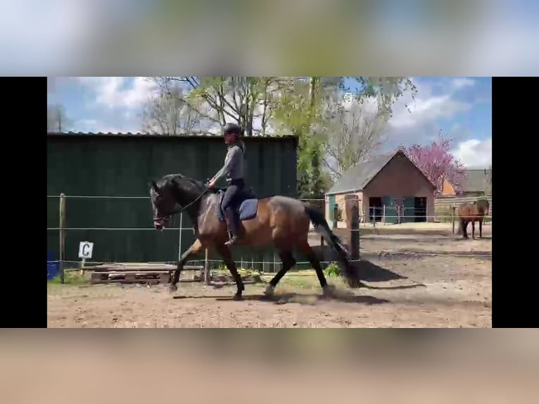 KWPN Mare 9 years 16 hh Bay-Dark in Huijbergen KWPN Mare 9 years 16 hh Bay-Dark in Huijbergen
