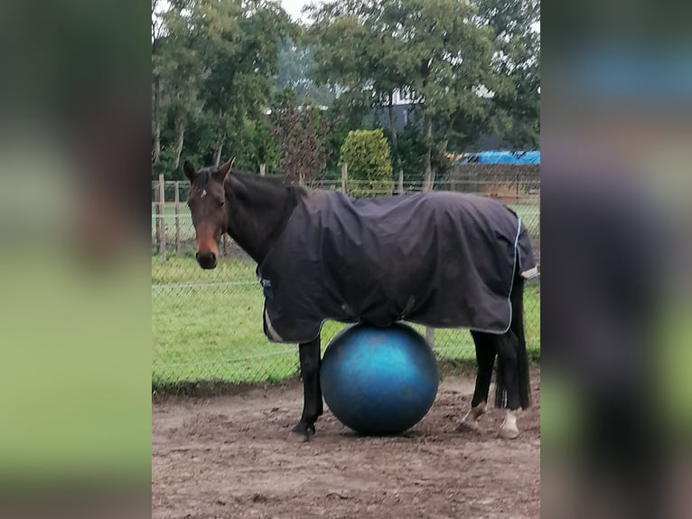 KWPN Mare 9 years 16 hh Bay-Dark in Huijbergen KWPN Mare 9 years 16 hh Bay-Dark in Huijbergen