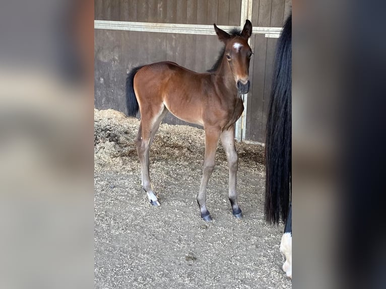 KWPN Mare 9 years 16 hh Bay-Dark in Heikruis
