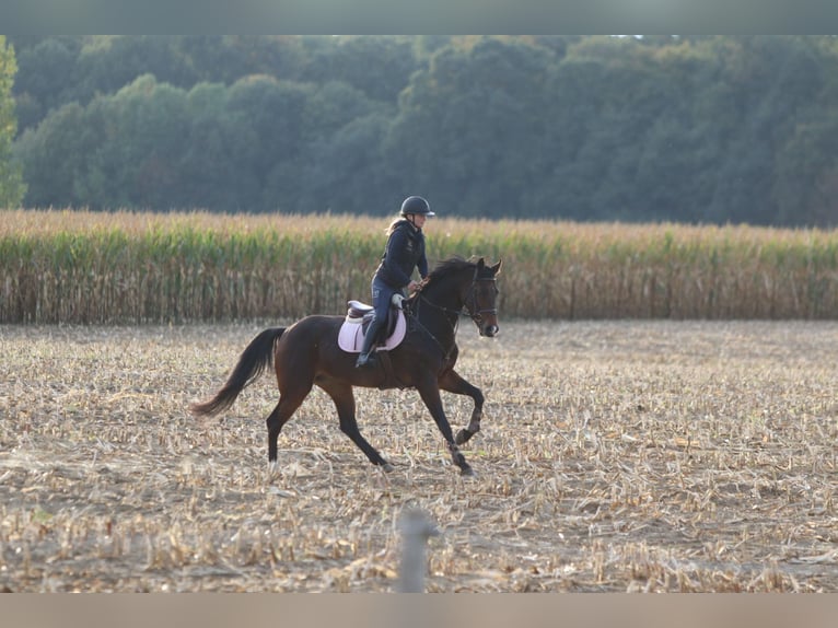 KWPN Mare 9 years 16 hh Bay-Dark in Heikruis