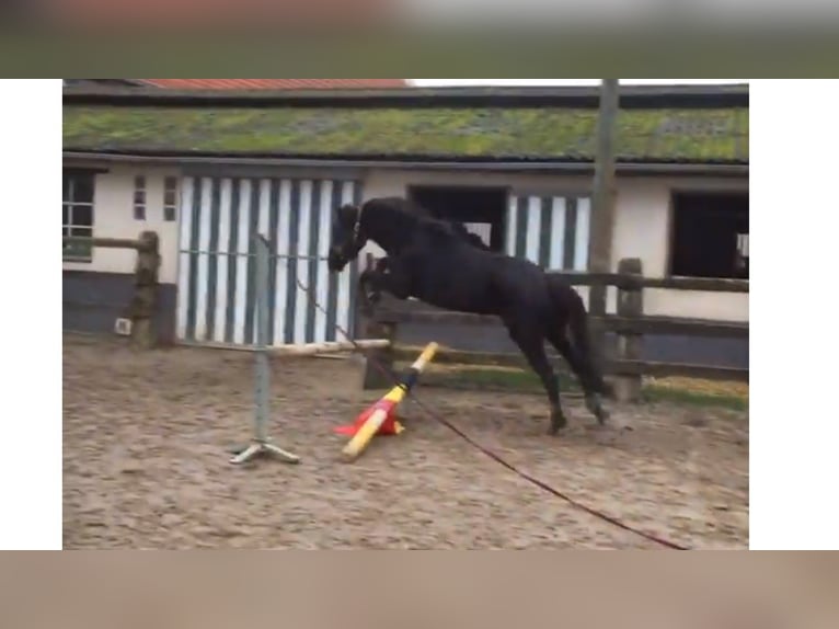 KWPN Mare 9 years 16 hh Black in Pellenberg