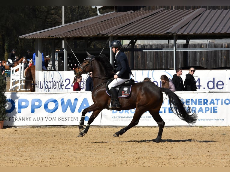 KWPN Mare 9 years 16 hh Brown in Sankt Wolfgang