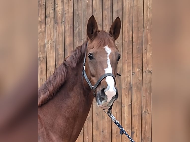 KWPN Mare 9 years 16 hh Chestnut-Red in Aldenhoven