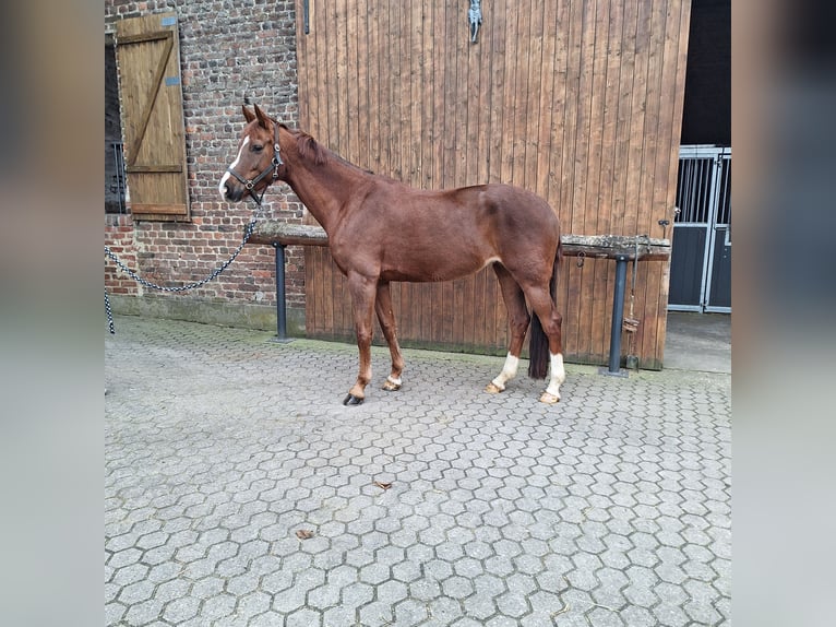 KWPN Mare 9 years 16 hh Chestnut-Red in Aldenhoven