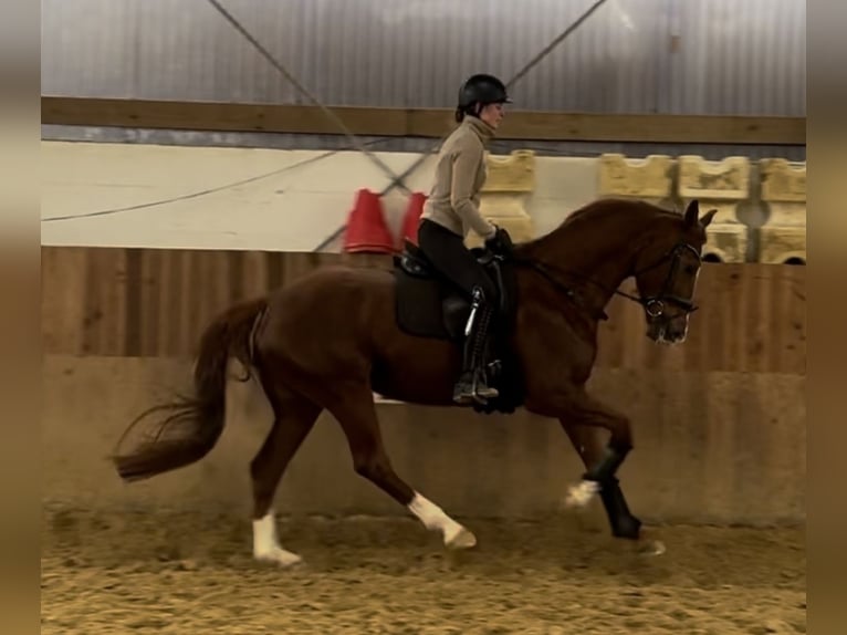 KWPN Mare 9 years 16 hh Chestnut-Red in Mülheim an der Ruhr