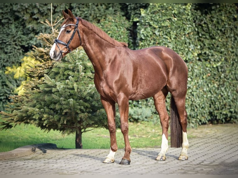 KWPN Mare 9 years 16 hh Chestnut-Red in Mülheim an der Ruhr
