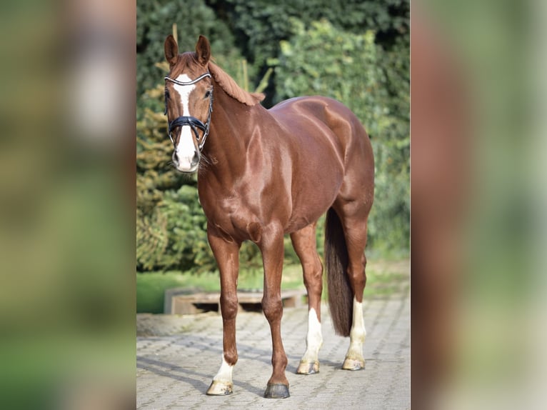 KWPN Mare 9 years 16 hh Chestnut-Red in Mülheim an der Ruhr