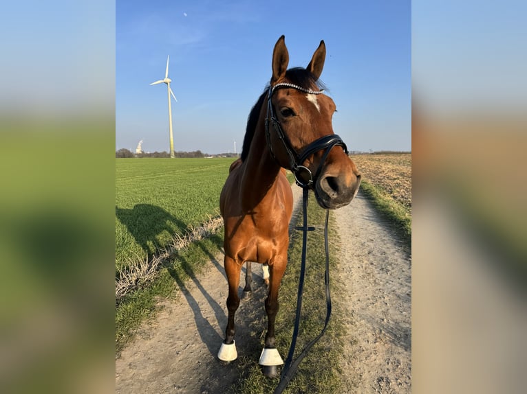 KWPN Mare 9 years 16 hh in Herten KWPN Mare 9 years 16 hh in Herten