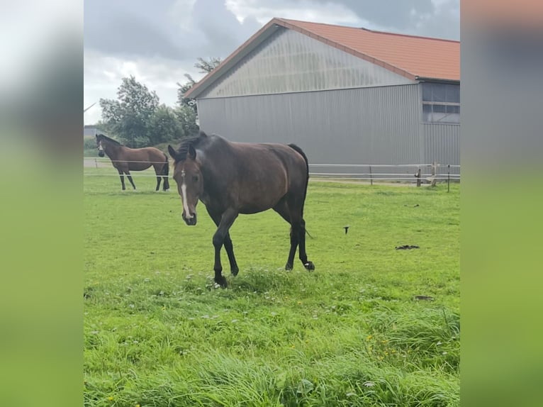 KWPN Mare 9 years 16,1 hh Bay-Dark in Klixbüll