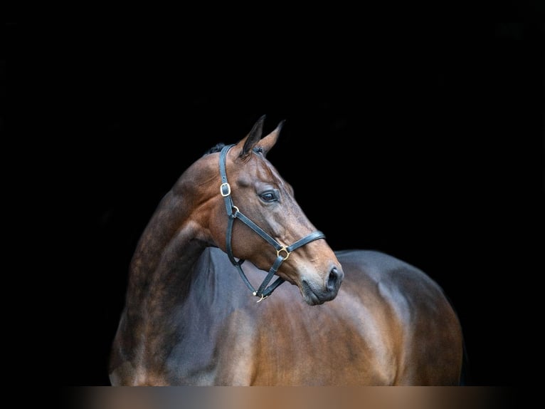 KWPN Mare 9 years 16,1 hh Bay-Dark in Elim