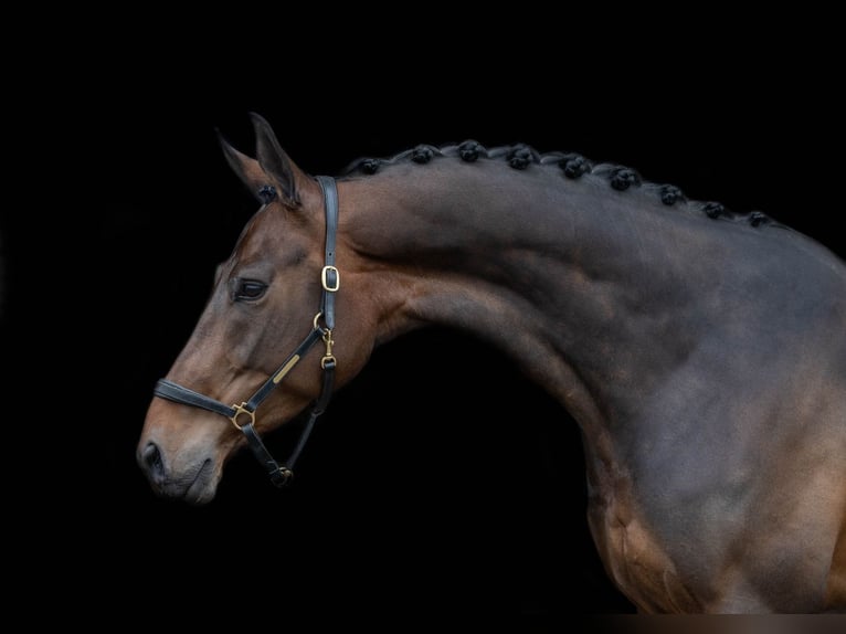 KWPN Mare 9 years 16,1 hh Bay-Dark in Elim