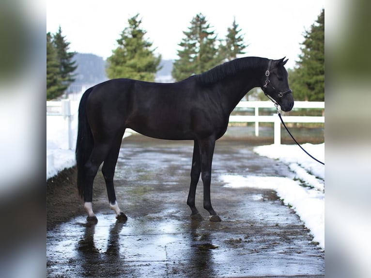 KWPN Mare 9 years 16,1 hh Bay-Dark in Mor