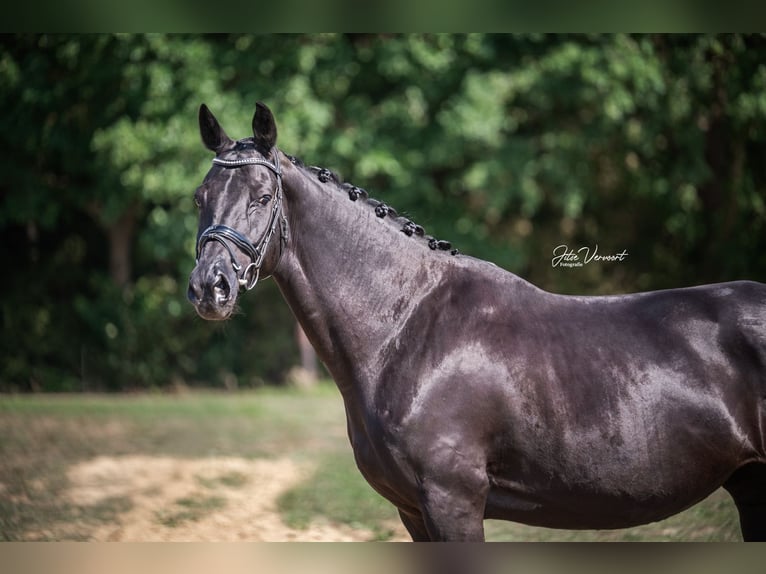 KWPN Mare 9 years 16,1 hh Black in Heist op den Berg