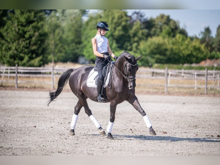 KWPN Mare 9 years 16,1 hh Black in Heist op den Berg