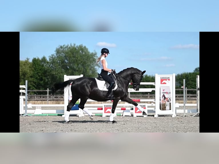 KWPN Mare 9 years 16,1 hh Black in Heist op den Berg
