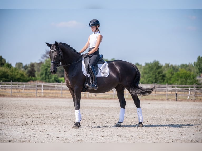 KWPN Mare 9 years 16,1 hh Black in Heist op den Berg