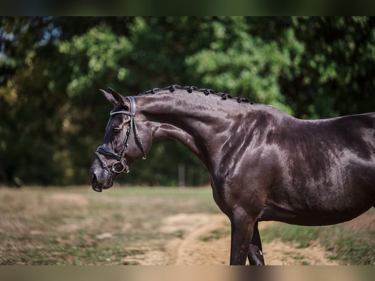 KWPN Mare 9 years 16,1 hh Black in Heist op den Berg