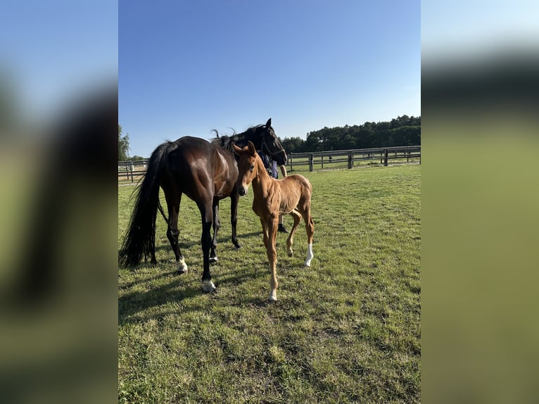 KWPN Mare 9 years 16,1 hh Brown in Niemegk