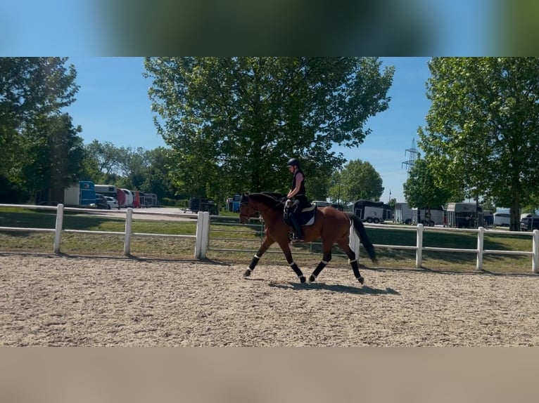 KWPN Mare 9 years 16,1 hh Brown in Wien