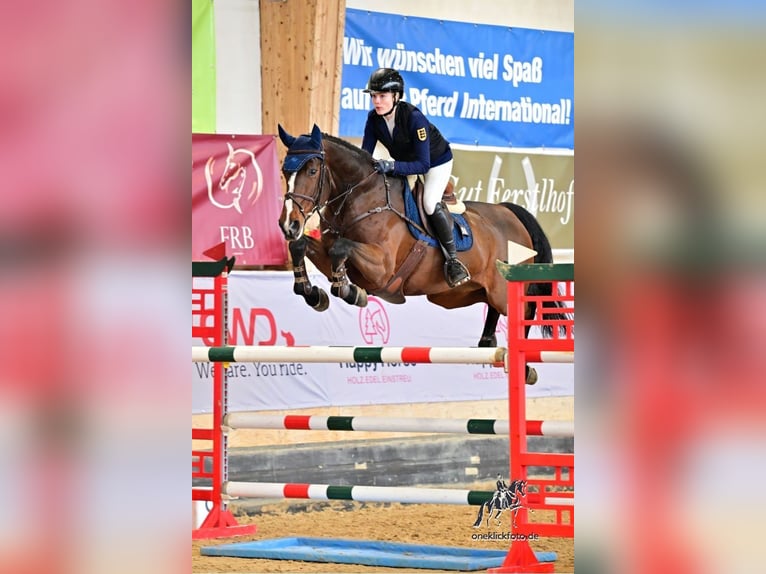 KWPN Mare 9 years 16,1 hh Brown in Gerstetten