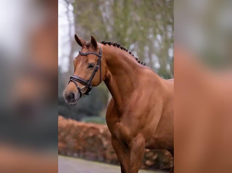 KWPN Mare 9 years 16,1 hh Chestnut-Red in Beilen