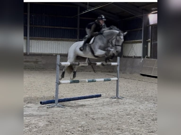 KWPN Mare 9 years 16,1 hh Grey-Fleabitten in Aldenhoven