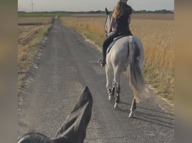 KWPN Mare 9 years 16,1 hh Grey-Fleabitten in Aldenhoven