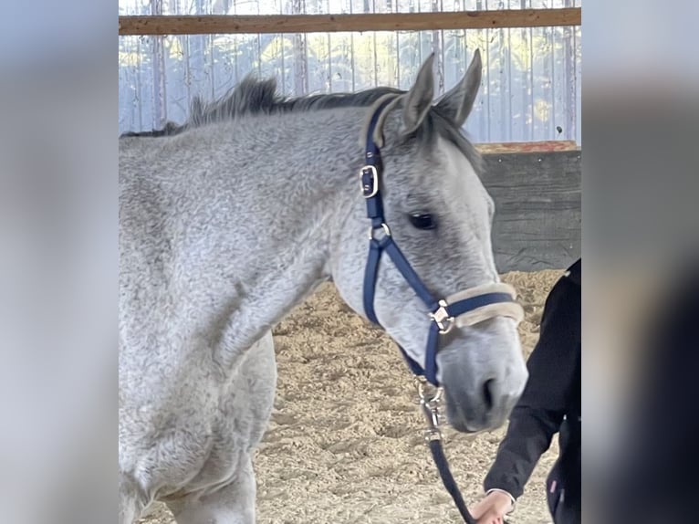 KWPN Mare 9 years 16,1 hh Grey-Fleabitten in Aldenhoven