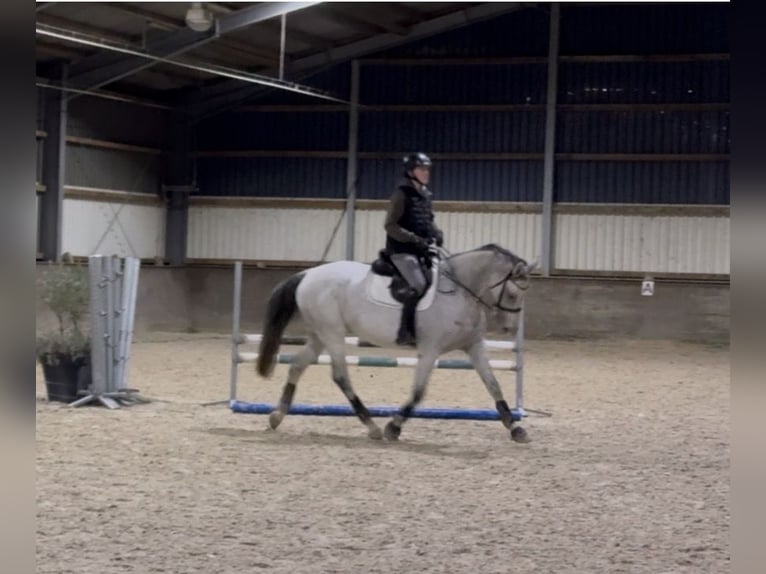 KWPN Mare 9 years 16,1 hh Grey-Fleabitten in Aldenhoven KWPN Mare 9 years 16,1 hh Grey-Fleabitten in Aldenhoven