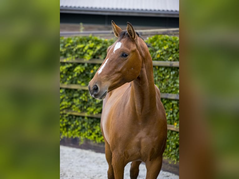 KWPN Mare 9 years 16,1 hh in Waddinxveen