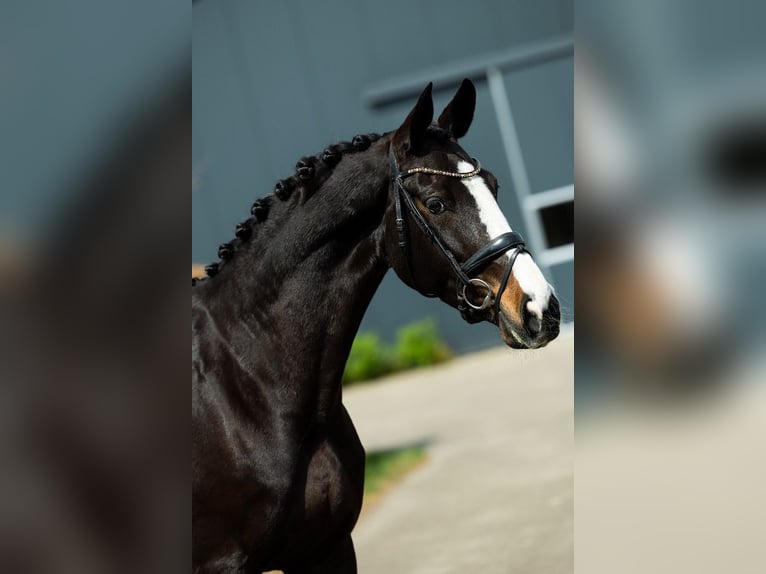 KWPN Mare 9 years 16,2 hh Bay-Dark in Handel