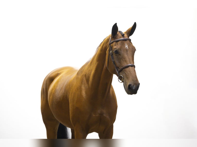 KWPN Mare 9 years 16,2 hh Brown in Waddinxveen