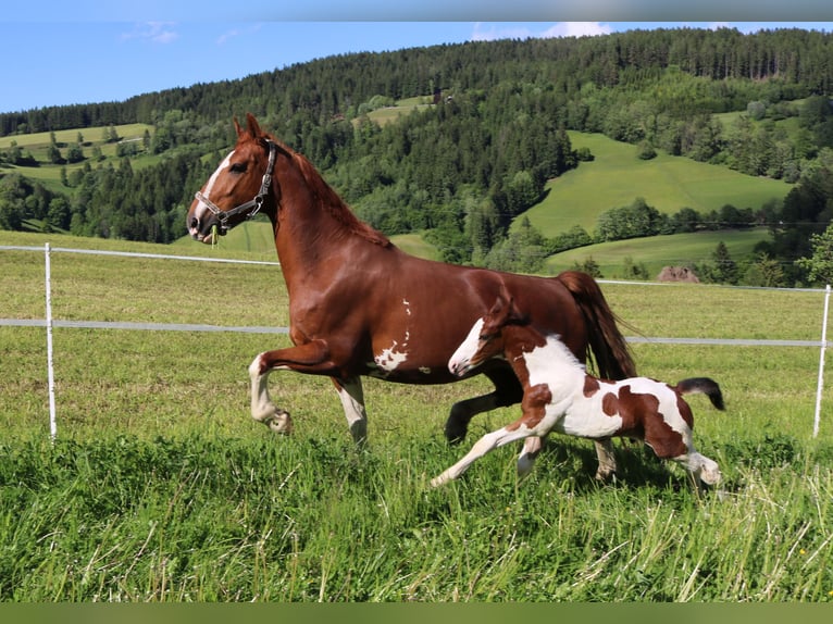 KWPN Mare 9 years 16,2 hh Chestnut-Red in Lassing