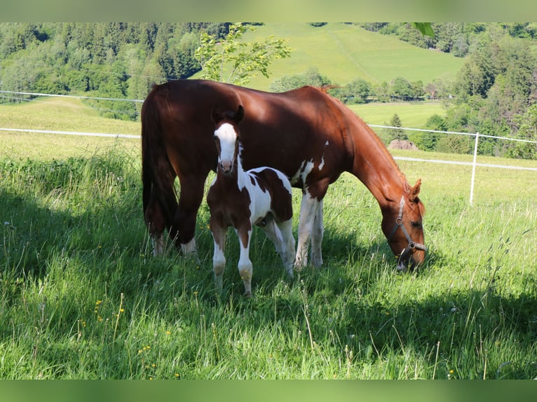 KWPN Mare 9 years 16,2 hh Chestnut-Red in Lassing