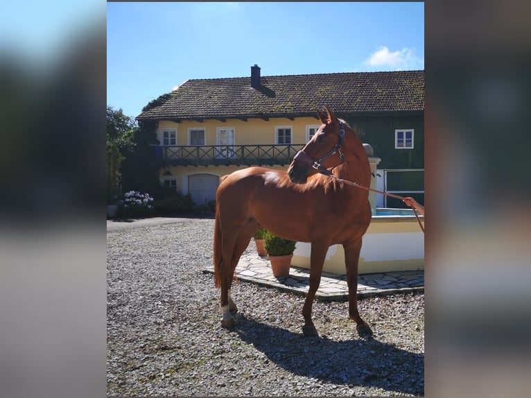 KWPN Mare 9 years 16,2 hh Chestnut-Red in Aidenbach