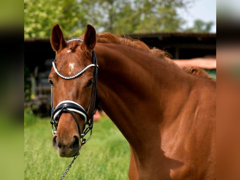 KWPN Mare 9 years 16,2 hh Chestnut-Red in Aidenbach