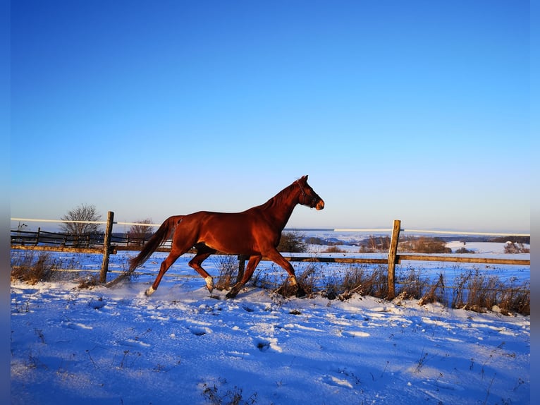 KWPN Mare 9 years 16,2 hh Chestnut-Red in Aidenbach