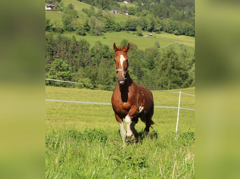 KWPN Mare 9 years 16,2 hh Chestnut-Red in Lassing