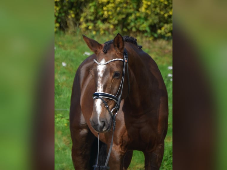 KWPN Mare 9 years 16,2 hh Chestnut in Fürstenau KWPN Mare 9 years 16,2 hh Chestnut in Fürstenau