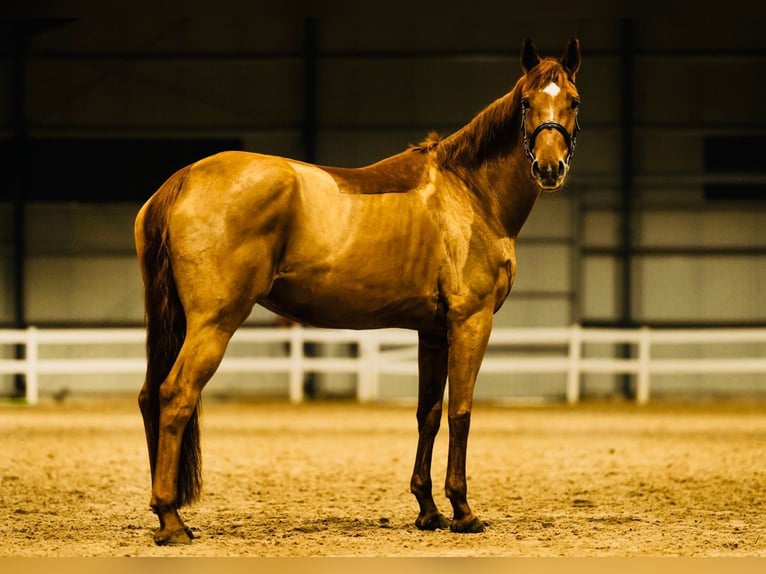 KWPN Mare 9 years 16,2 hh in Helsinki KWPN Mare 9 years 16,2 hh in Helsinki