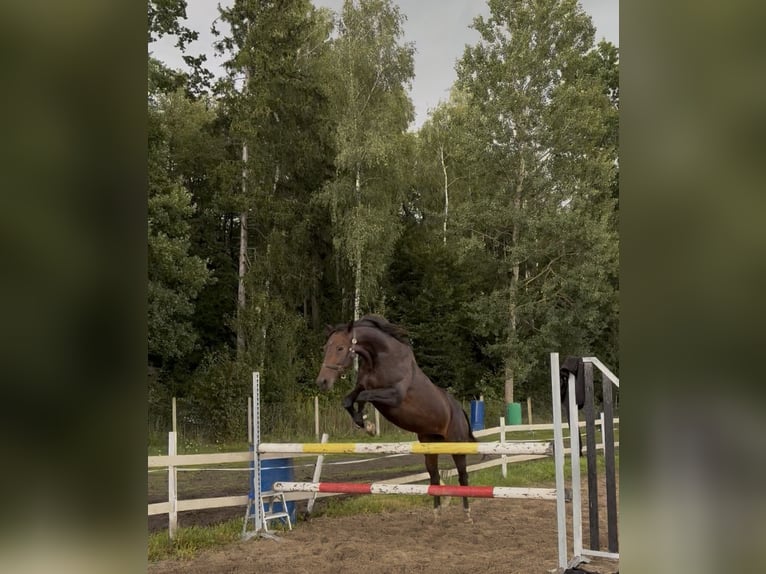 KWPN Mare 9 years 16,2 hh Smoky-Black in Kwidzyn