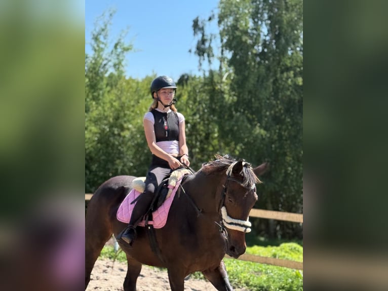 KWPN Mare 9 years 16,2 hh Smoky-Black in Kwidzyn