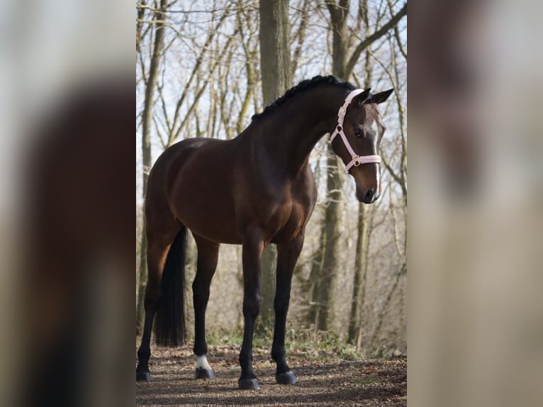 KWPN Mare 9 years 16,3 hh Bay-Dark in Nettersheim