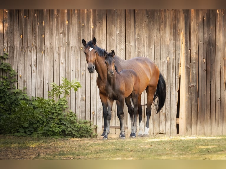KWPN Mare 9 years 16,3 hh Brown in Niederkreuzstetten