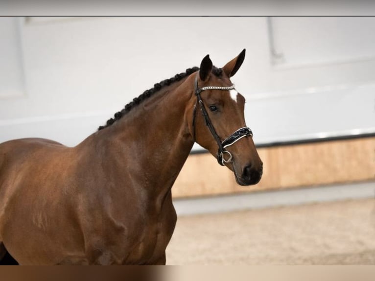 KWPN Mare 9 years 16,3 hh Brown in Niederkreuzstetten