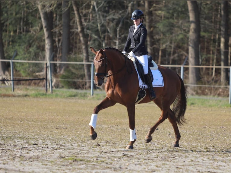 KWPN Mare 9 years 17,1 hh Chestnut-Red in Elim