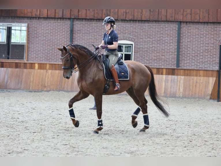 KWPN Mare 9 years 17,1 hh Chestnut-Red in Elim